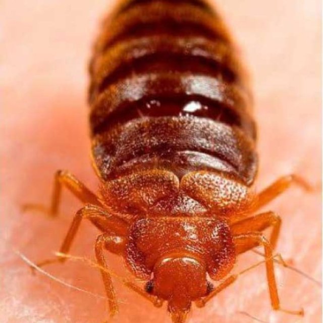 Green Pest Shield - Bedbugs Control Brisbane