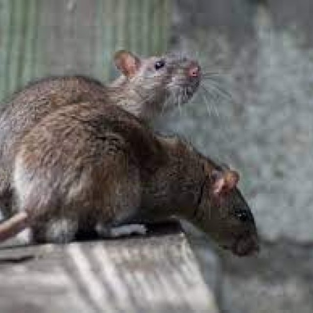 Rodent Treatment Canberra