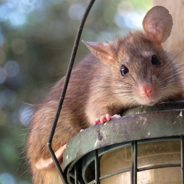 Green Pest Shield - Rodent Control Brisbane