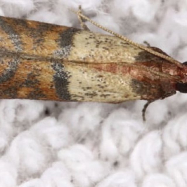 Carpet Moth Control Melbourne