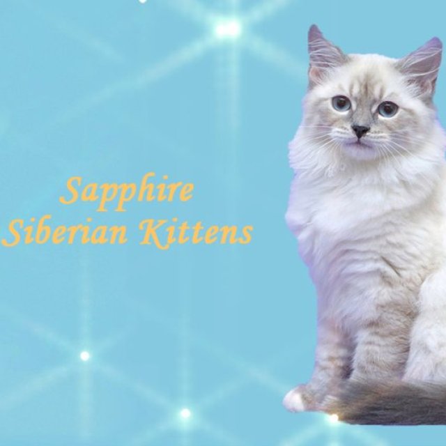Sapphire Siberian Kittens