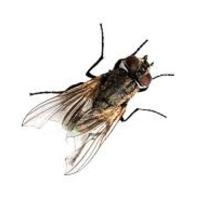 Flies Removal Service Hobart