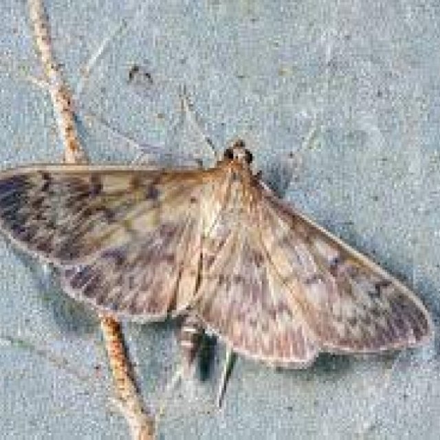Moth Exterminators Adelaide