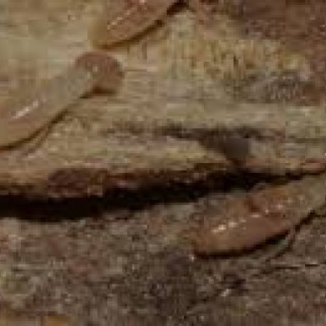 Termite Exterminators Adelaide