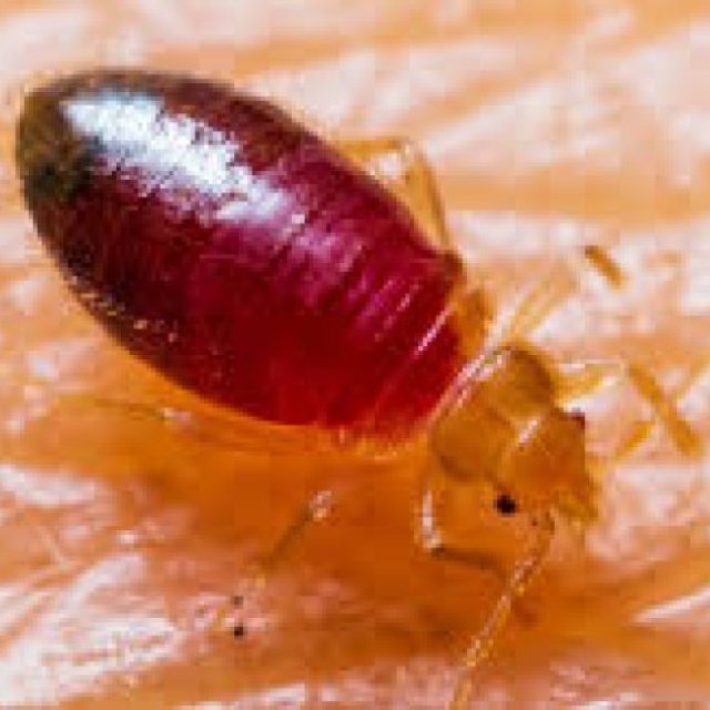 Bed Bugs Pest Control Perth