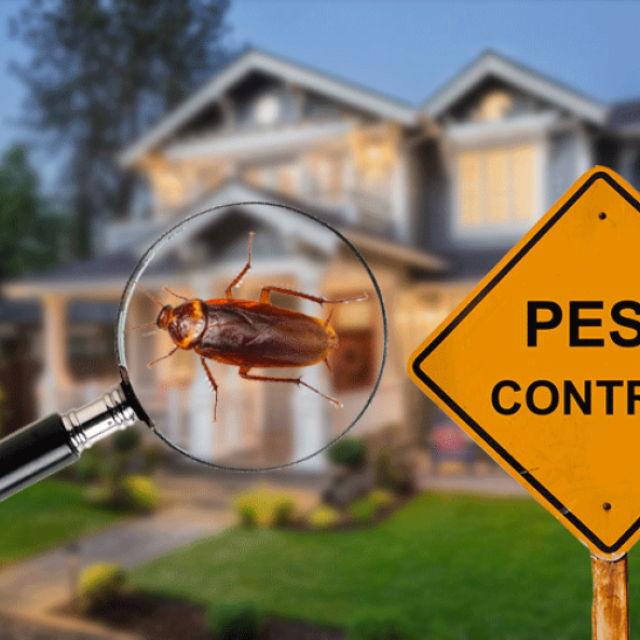 Pest Control Potts Point