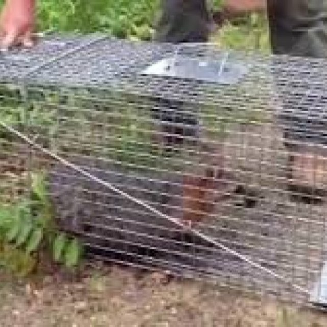 Fox Trapping Services