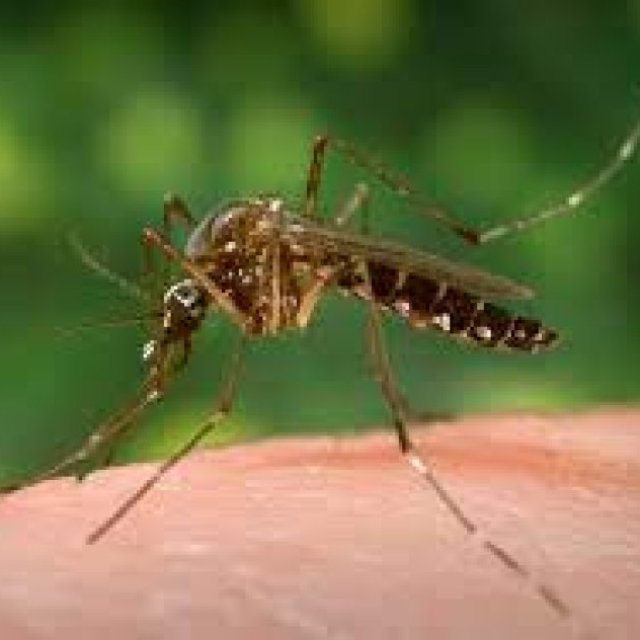 Mosquito Inspection Services Canberra