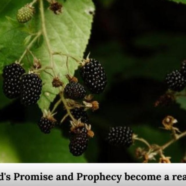 How can God’s Promise and Prophecy become a reality for you?
