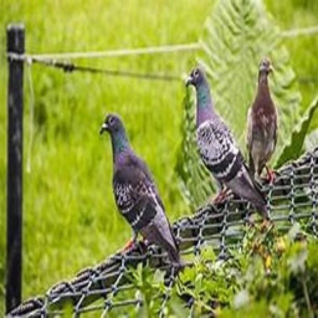 Bird Control Melbourne