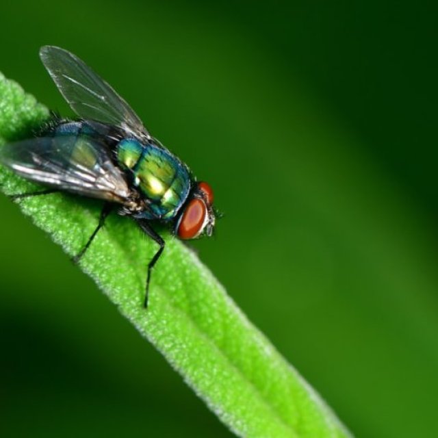 Flies Pest Control Melbourne