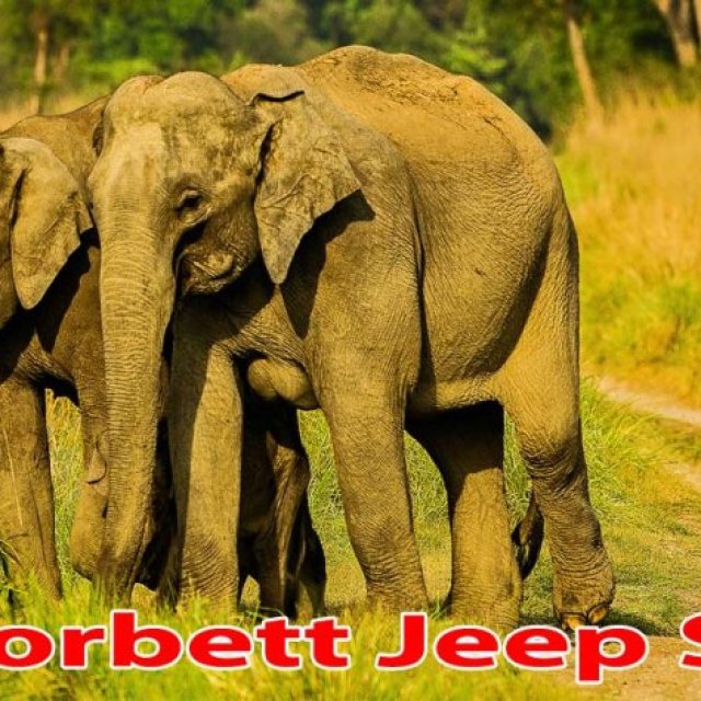 Jim Corbett Jeep Safari