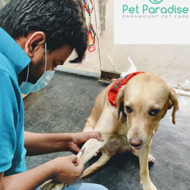 Pet Paradise Veterinary Clinic & Pet Shop