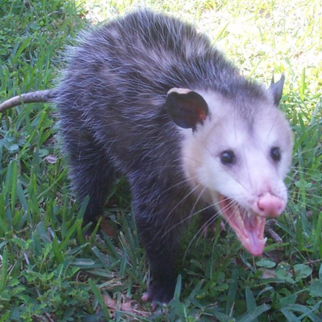 Possum Catcher Sydney