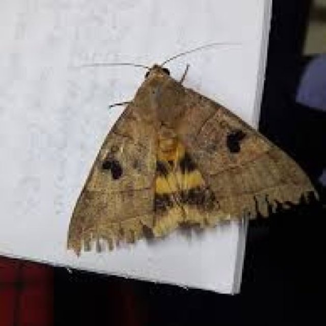 Moth Removal Hobart