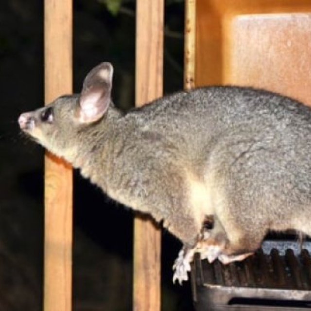 Possum Pest Control Hobart