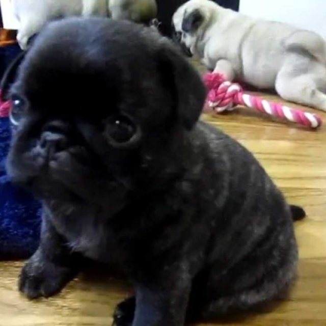 Excellent Home Pug Puppies