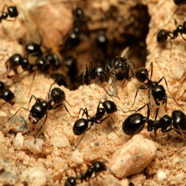 Peters Ant Control Adelaide