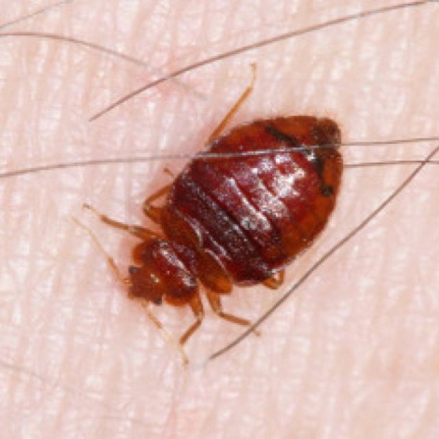 Peters Bed Bugs Control Adelaide