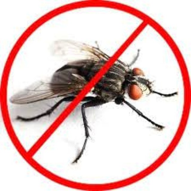 Flies Removal Sydney