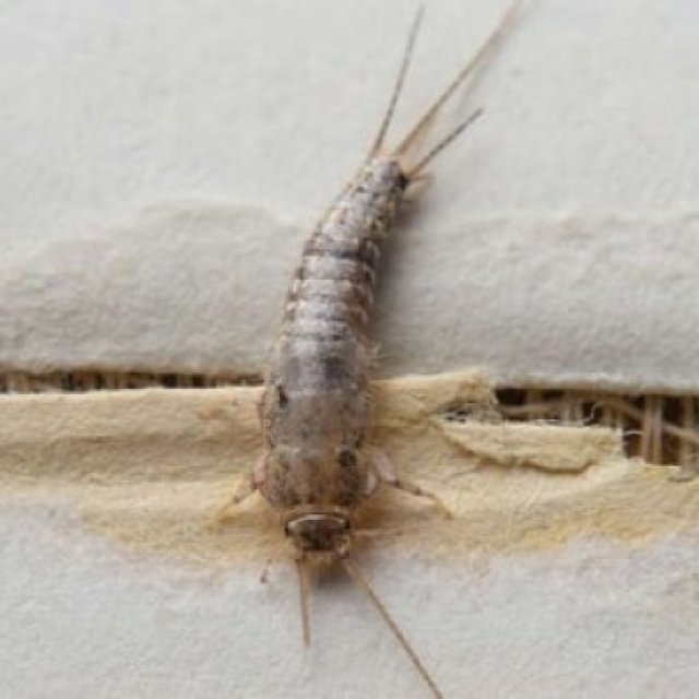 Best Silverfish Control Adelaide