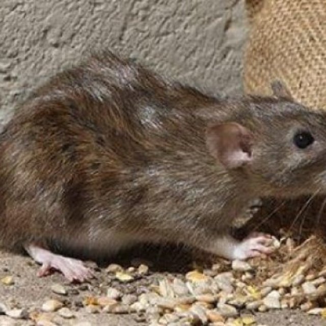 Rat Exterminator Adelaide