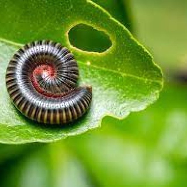 Millipede Control And Treatment Adelaide