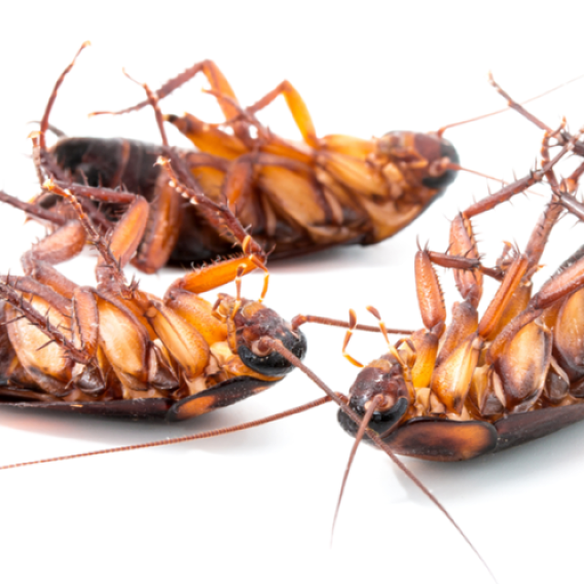 Exit Cockroach Control Melbourne