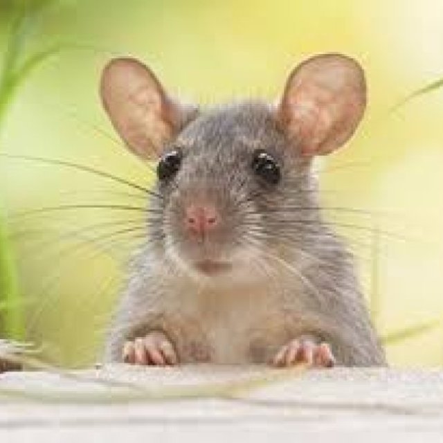 CBD Mice Control Melbourne