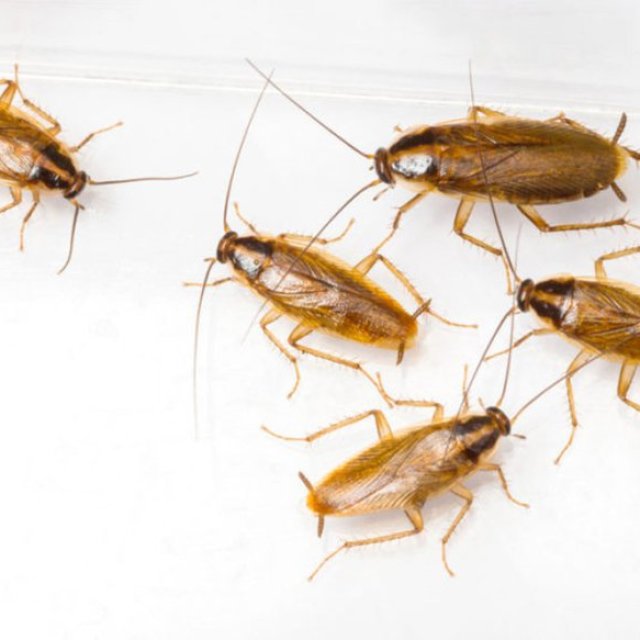 Cockroach Control in Perth