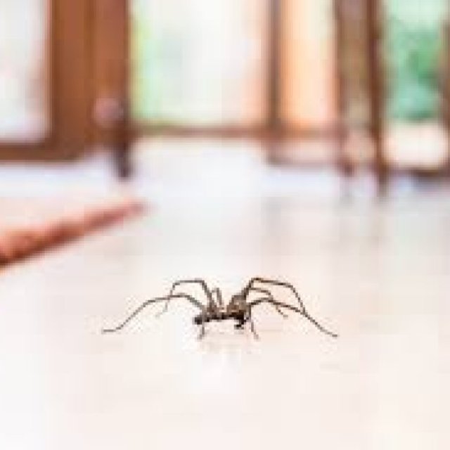 Spider Removal Services Hobart
