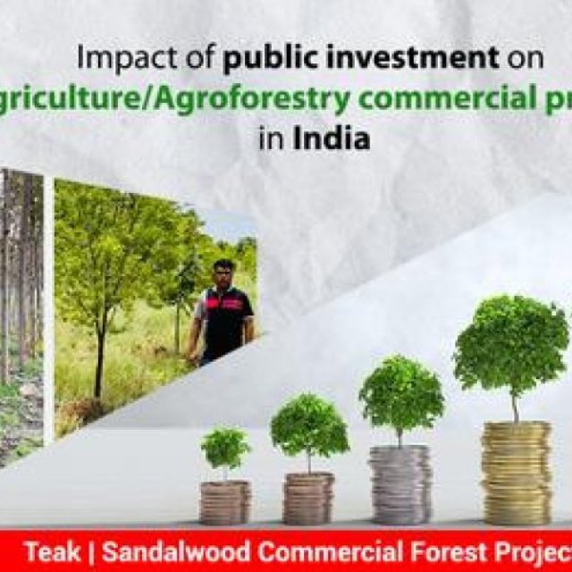 Make your future secure by investing in Agroforestry | Vatican Shona Agrotech