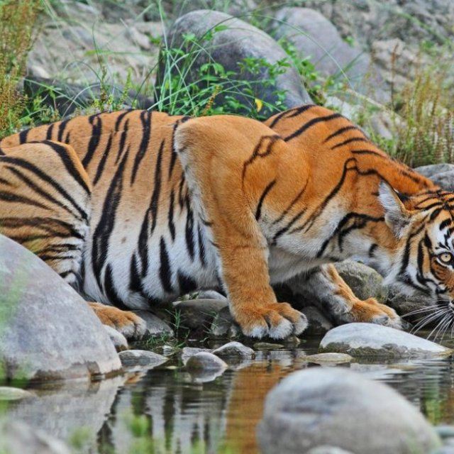 BEST SUNDARBANS TOUR PACKAGES(BR HOLIDAY)