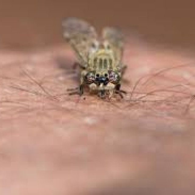 Flies Treatment Adelaide