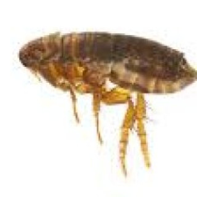Fleas Pest Control Adelaide