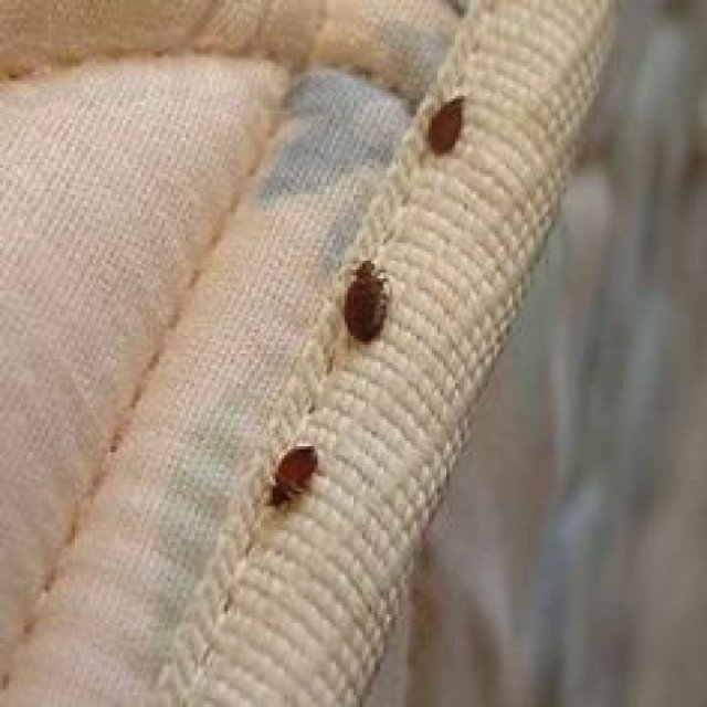 A1 Pest Control & Bed Bugs