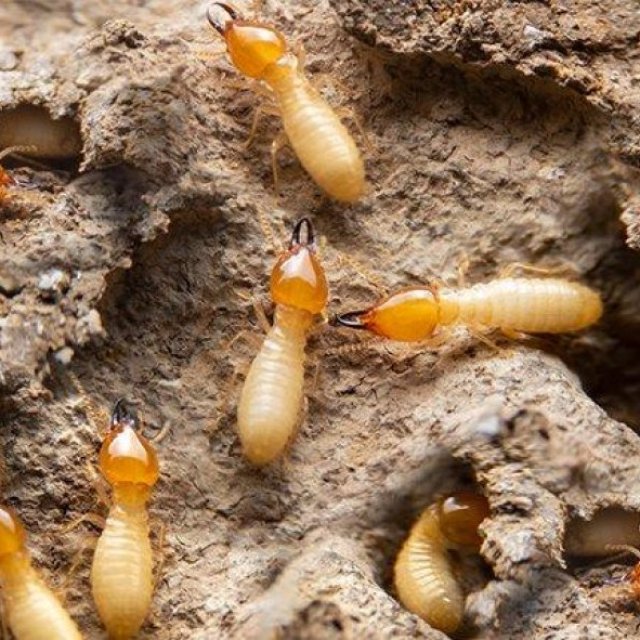 Termite Inspections & Treatment Adelaide