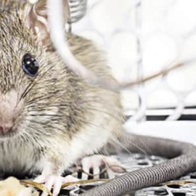 Professional Rodent Control Adelaide