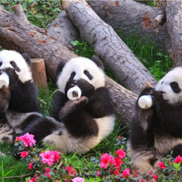 Absolute Panda Tour