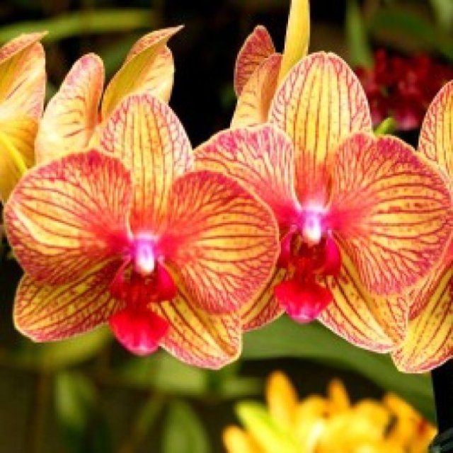 Zynah Orchids - Orchid online purchase India |Orchid Plant Online Purchase India