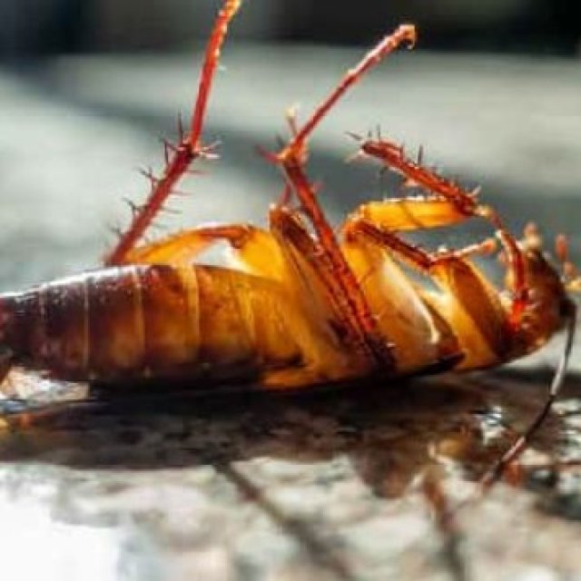 Home Cockroach Control Perth