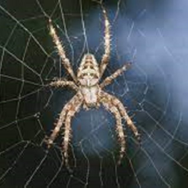 Home Spider Control Perth
