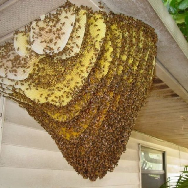 Bobs Bee Removal Sydney