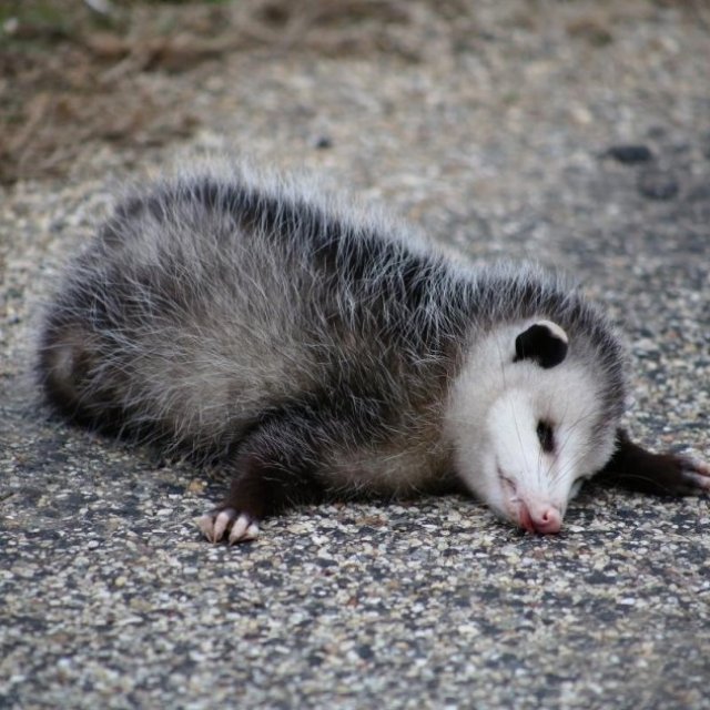 Dead Possum Removal Adelaide
