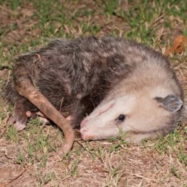 Dead Possum Removal Melbourne
