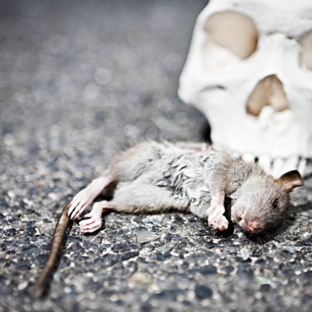 David's Dead Rodent Removal Melbourne