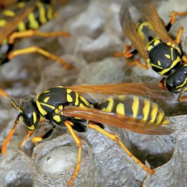 Goode Wasp Removal Sydney