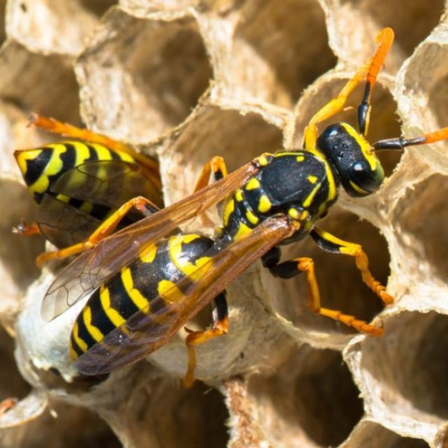 Frontline Wasp Removal Melbourne