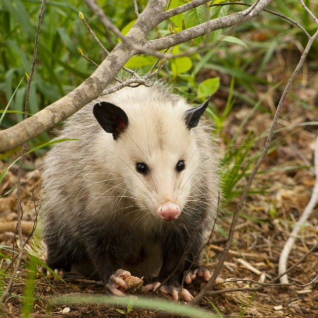 Morris Possum Removal Canberra