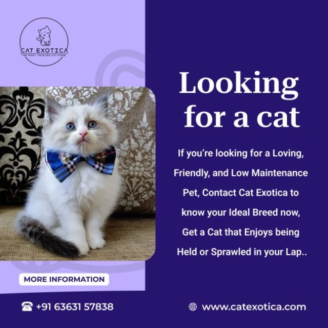 Best Cats & Kittens for Sale in Bangalore
